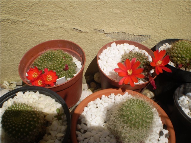 kaktus